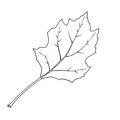Beautiful Beech Leaf