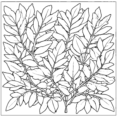 Rowan Leaves
