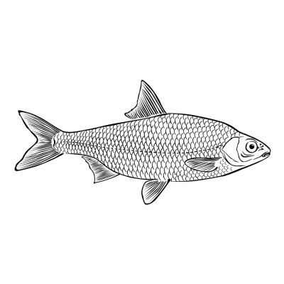 Roach Fish