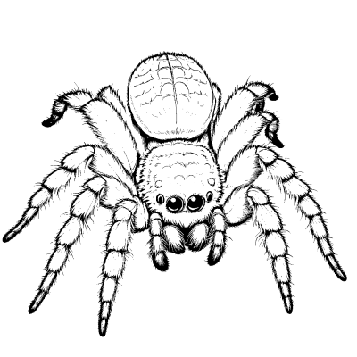 Tarantula